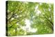 Big Leaf Maple II-Kathy Mahan-Premier Image Canvas