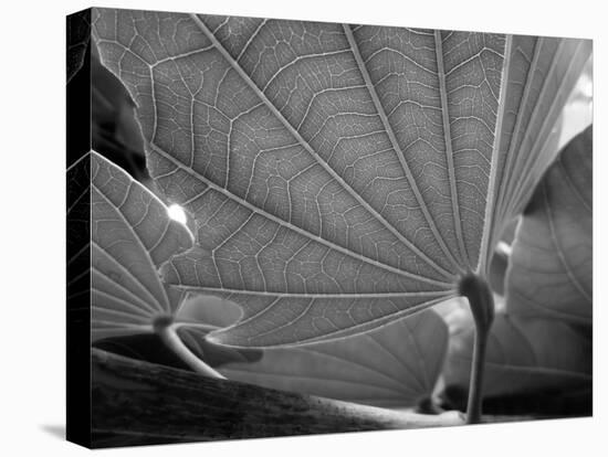 Big Leaf-SOIL-Premier Image Canvas