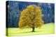 Big Maple as a Single Tree in Autumn-Wolfgang Filser-Premier Image Canvas