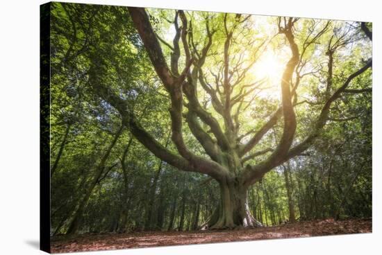 Big Old Broceliande Beech Treet-Philippe Manguin-Stretched Canvas