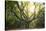 Big Old Broceliande Beech Treet-Philippe Manguin-Stretched Canvas