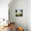 Big Sur Callas-Ursula Abresch-Premier Image Canvas displayed on a wall