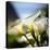 Big Sur Callas-Ursula Abresch-Premier Image Canvas