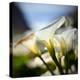 Big Sur Callas-Ursula Abresch-Premier Image Canvas