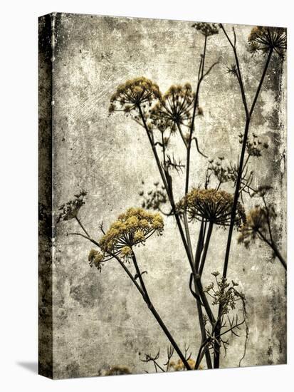 Big Sur Yarrow II-Honey Malek-Stretched Canvas