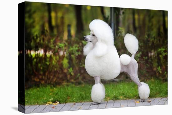 Big White Poodle Stands on the Path in the Park. Exterior-Dulova Olga-Premier Image Canvas