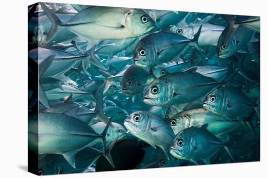 Bigeye trevally or jack shoal, Sipadan, Malaysia-Georgette Douwma-Premier Image Canvas