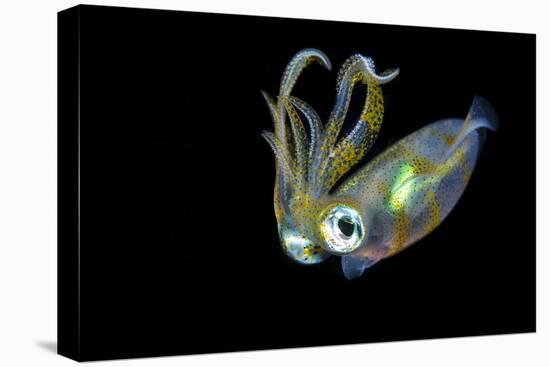 Bigfin Squid (Sepioteuthis Lessoniana) Hovering in Mid Water at Night-Alex Mustard-Premier Image Canvas