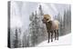 Bighorn in Snow-Michael Blanchette-Premier Image Canvas