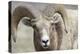 Bighorn Ram, Bighorn Sheep, Yellowstone National Park, Wyoming, USA-Gerry Reynolds-Premier Image Canvas