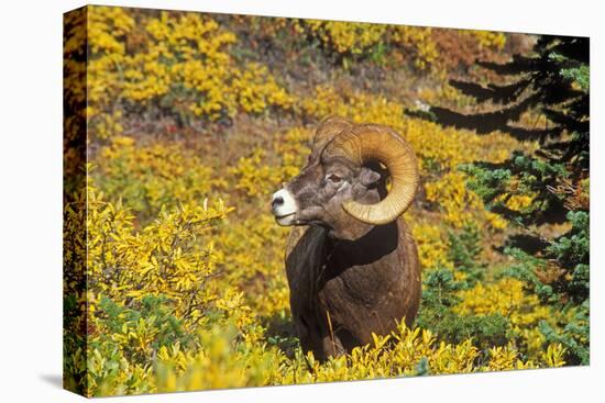 Bighorn ram on Wilcox Ridge, Jasper National Park, Alberta, Canada.-Russ Bishop-Premier Image Canvas