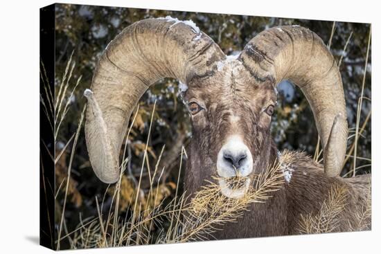 Bighorn Ram Portrait, Wyoming, USA-Art Wolfe Wolfe-Premier Image Canvas