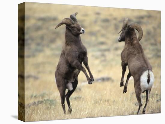 Bighorn Rams, Whiskey Mountain, Wind River Mountains, near Dubois, Wyoming, USA-Howie Garber-Premier Image Canvas