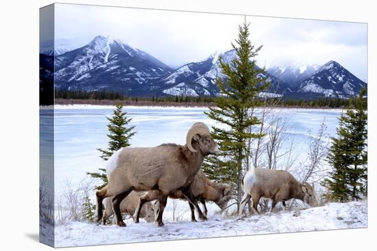 Bighorn Sheep Against Athabasca River, Jasper National Park, Alberta, Canada-Richard Wright-Premier Image Canvas