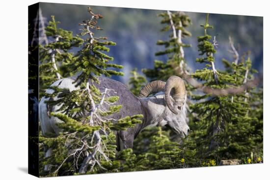 Bighorn sheep, Glacier National Park, Montana, USA-Yitzi Kessock-Premier Image Canvas
