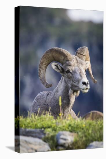 Bighorn sheep, Glacier National Park, Montana, USA-Yitzi Kessock-Premier Image Canvas