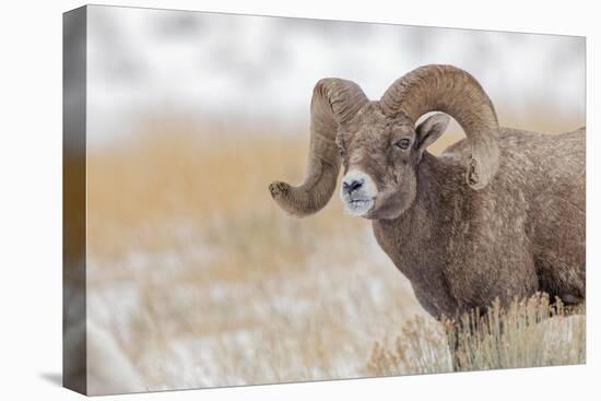 Bighorn sheep in winter. Grand Teton National Park, Wyoming-Adam Jones-Premier Image Canvas