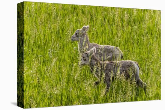 Bighorn Sheep Lambs in Grasslands in Badlands National Park, South Dakota, Usa-Chuck Haney-Premier Image Canvas