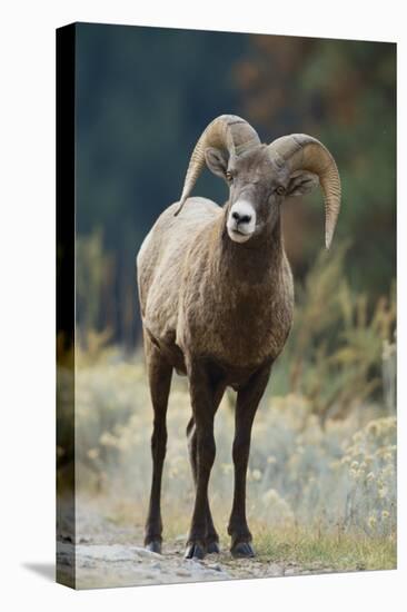 Bighorn Sheep on a Trail-DLILLC-Premier Image Canvas