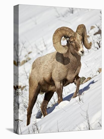 Bighorn Sheep (Ovis Canadensis) Ram in the Snow-James Hager-Premier Image Canvas