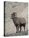 Bighorn Sheep (Ovis Canadensis) Ram with an Erection During Rut, Clear Creek County, Colorado, USA-James Hager-Premier Image Canvas