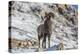 Bighorn sheep ram in early winter in Glacier National Park, Montana, USA-Chuck Haney-Premier Image Canvas