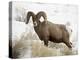 Bighorn Sheep Ram in the Snow, Yellowstone National Park, Wyoming, USA-James Hager-Premier Image Canvas