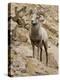 Bighorn Sheep Ram on Rocky Slope, Colorado, USA-James Hager-Premier Image Canvas