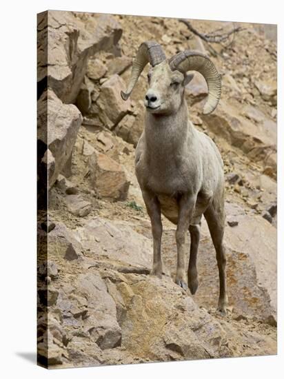 Bighorn Sheep Ram on Rocky Slope, Colorado, USA-James Hager-Premier Image Canvas