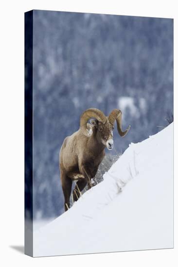 Bighorn Sheep Ram on Winter Range-Ken Archer-Premier Image Canvas