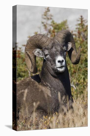 Bighorn sheep ram portrait-Ken Archer-Premier Image Canvas