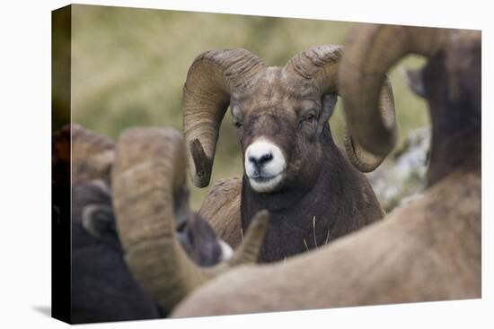 Bighorn sheep ram-Ken Archer-Premier Image Canvas