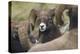 Bighorn sheep ram-Ken Archer-Premier Image Canvas