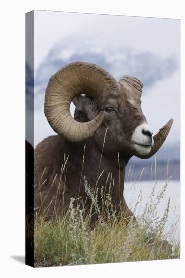 Bighorn Sheep Ram-Ken Archer-Premier Image Canvas