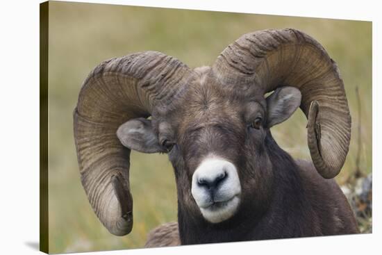 Bighorn sheep ram-Ken Archer-Premier Image Canvas
