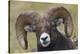 Bighorn sheep ram-Ken Archer-Premier Image Canvas