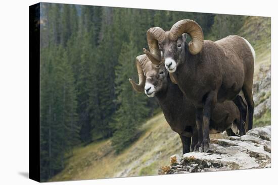 Bighorn sheep rams-Ken Archer-Premier Image Canvas