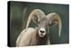 Bighorn Sheep-DLILLC-Premier Image Canvas