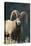 Bighorn Sheep-DLILLC-Premier Image Canvas