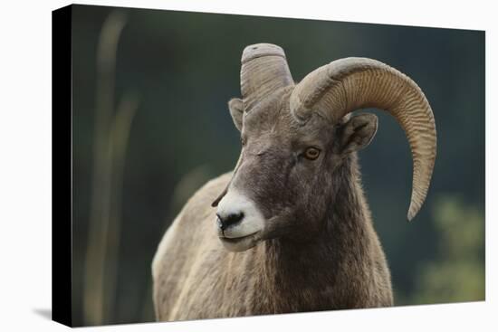 Bighorn Sheep-DLILLC-Premier Image Canvas