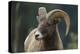 Bighorn Sheep-DLILLC-Premier Image Canvas