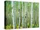 Bigtooth Aspen Trees in White River National Forest near Aspen, Colorado, USA-Tom Haseltine-Premier Image Canvas