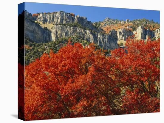 Bigtooth Maple, Blacksmith Fork Canyon, Bear River Range, Wasatch National Forest, Utah, USA-Scott T. Smith-Premier Image Canvas