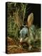 Bilby, Rabbit-Eared Bandicoot Central Australian Desert-null-Premier Image Canvas