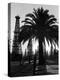 Billowing Palm Tree Gracing the Stark Structures of Towering Oil Rigs-Alfred Eisenstaedt-Premier Image Canvas