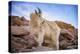 Billy Goat Scruff-Darren White Photography-Premier Image Canvas