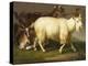 Billy Goats-Johan Wenzel Peter-Premier Image Canvas