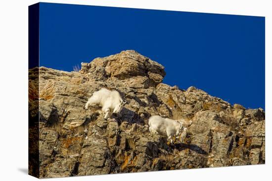 Billy Mountain Goats in Winter Coat in Glacier National Park, Montana, USA-Chuck Haney-Premier Image Canvas