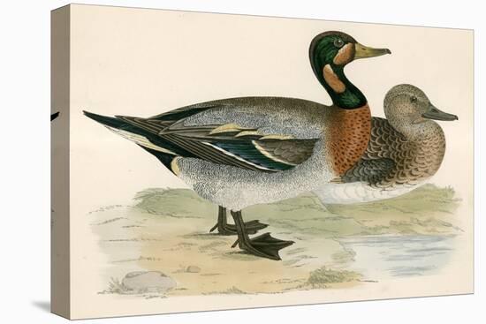 Bimaculated Duck-Beverley R. Morris-Premier Image Canvas