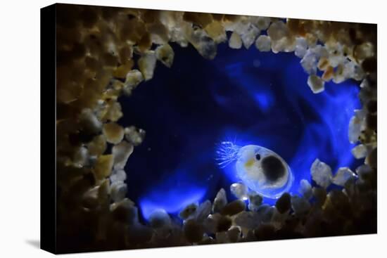 Bioluminescent Sea-fireflies producing a bright blue light. Tomonoura, Inland Sea, Japan-Solvin Zankl-Premier Image Canvas